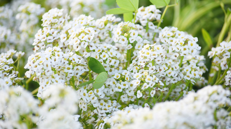 A close-up shot of flowering white sweet alyssum