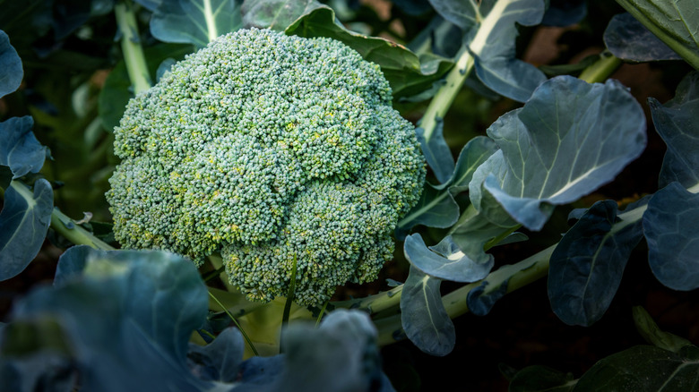 Broccoli plant in a garden