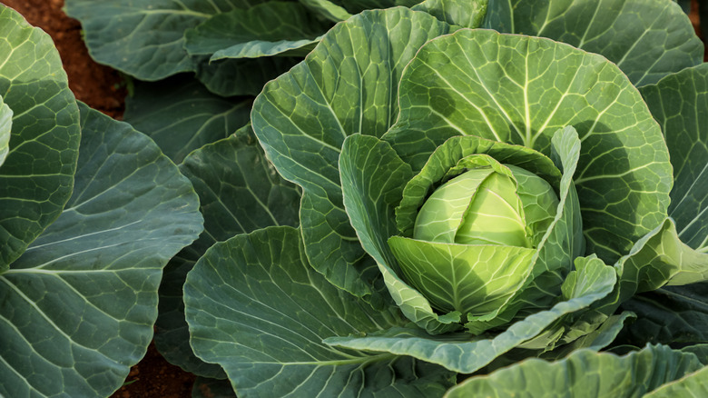 Cabbage plants in a garden
