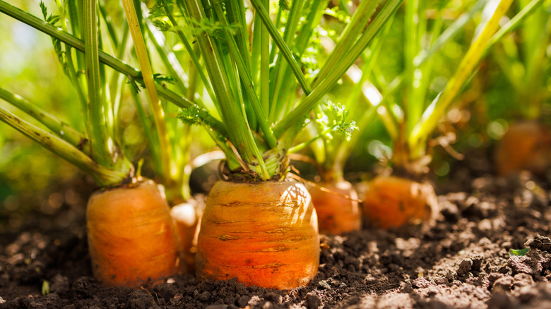 Carrots in a garden