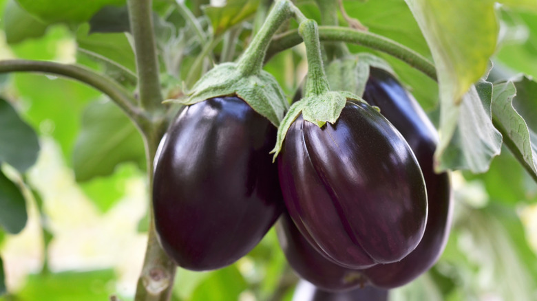 Eggplant on the plant in a garden