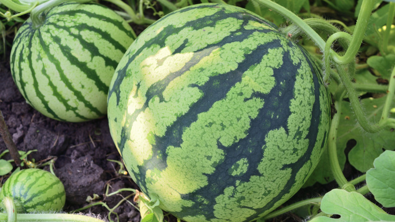 Melons in a garden