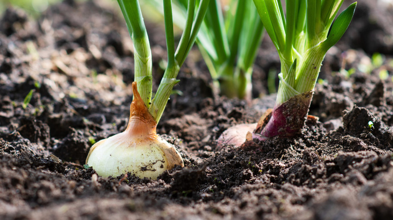 Onions in a garden