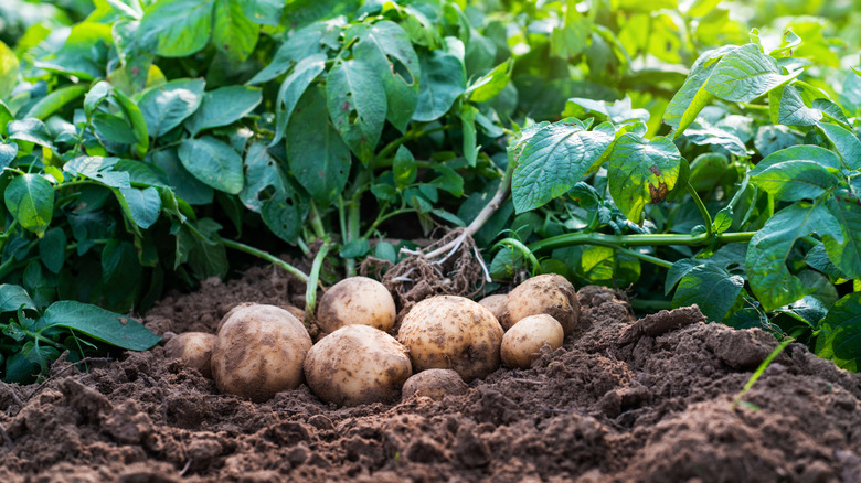 Potato plants in a garden