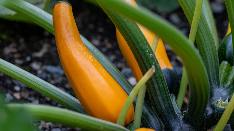 Crookneck squash in a garden