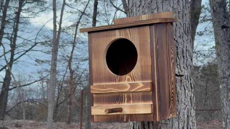 Cedar owl house mounted on a tree