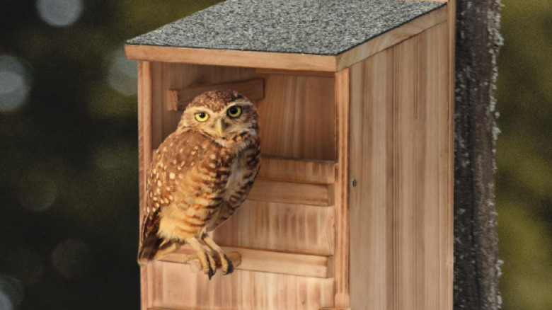The HHWODB cedar owl nesting box with a brown spotted owl perched on it