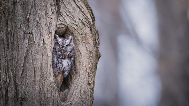 10 Best Nesting Boxes To Attract Owls To Your Yard, According To Reviews