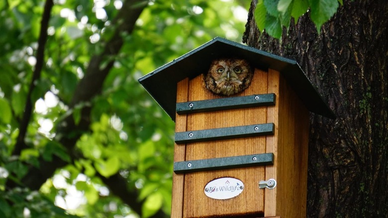 An owl poking its head out of the JCS Wildlife nesting box