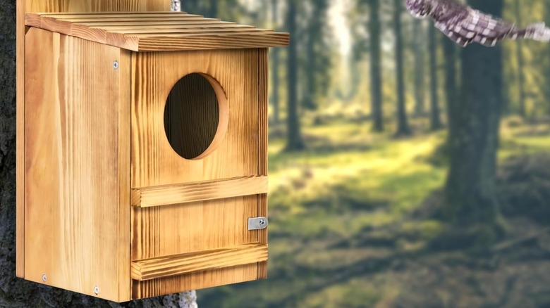 Cedar owl house mounted to a tree