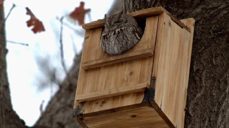 Owl perched on a cedar nesting box mounted to a tree
