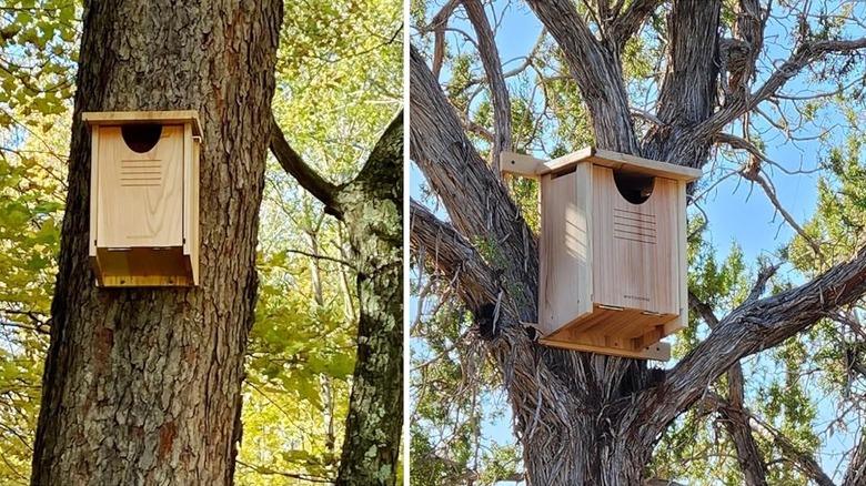 Side by side photos of a wooden owl nesting box mounted on a tree