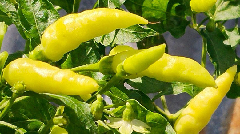 banana pepper and its lush leaves