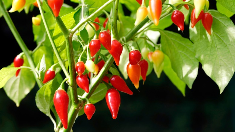 close up of mild Biquinho peppers in tear drop shape