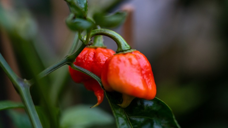 Carolina Reaper chili pepper on the plant