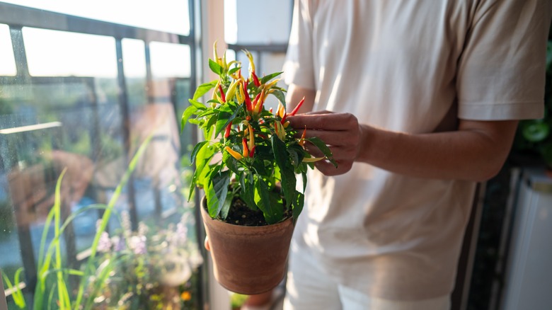 A man holding pot with red hot chili pepper by sunny window