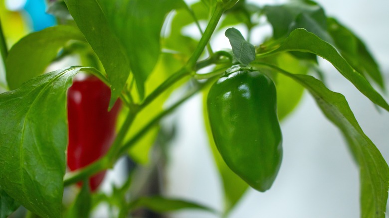 Jalapeño peppers growing on the plant