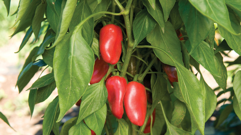 Red Lunchbox Bell Pepper growing on a plant