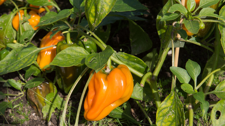 Mohawk Bell Pepper growing ina home