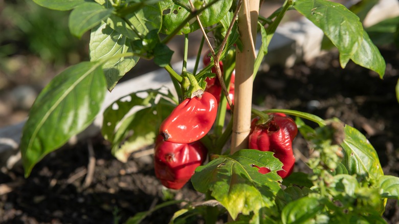 Home Grown Organic Redskin Bell Pepper