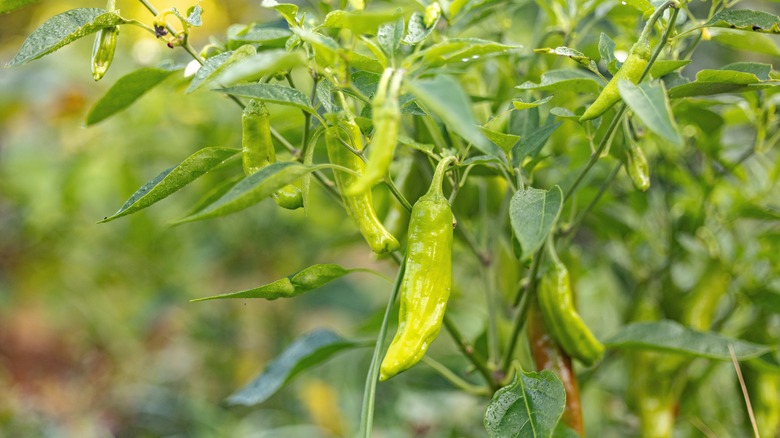 Shishito chili peppers growing on a plant in a garden