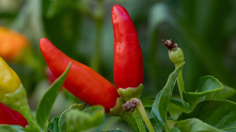 Ripe Red Thai Chili Peppers Growing on Plant