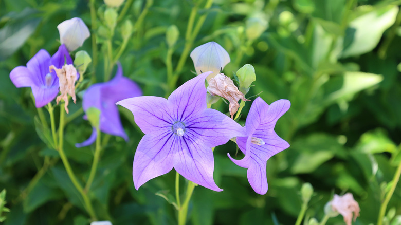 A group of purple balloom flowers Platycodon grandiflorus