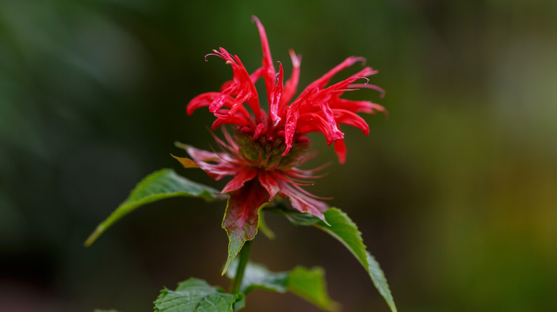 A single red bee balm Monarda didyma in bloom with a blurred backround