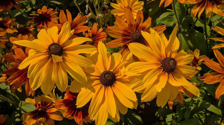 Close up of yellow black-eyed susan Rudbeckia hirta flowers in bloom
