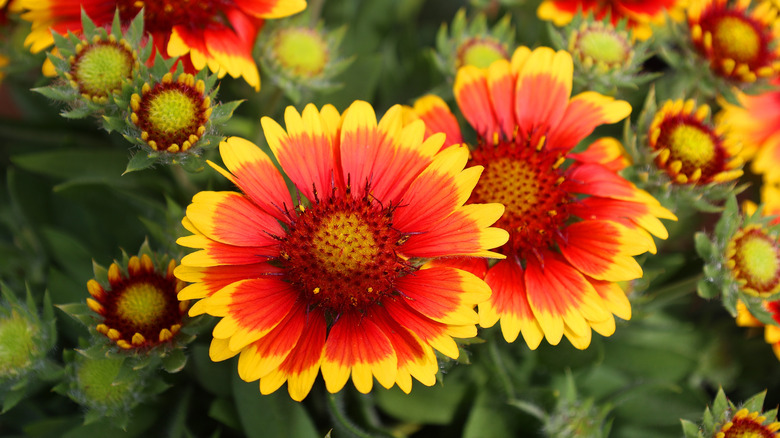Close up of red and yellow blanket flowere Gaillardia in bloom