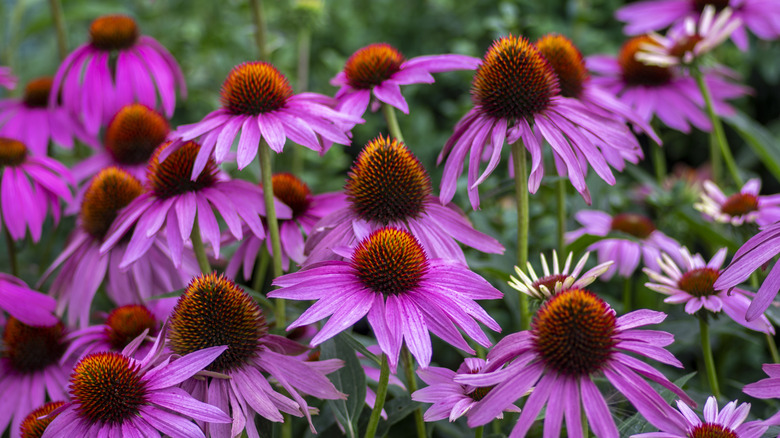 Beautiful purple coneflowers Echinacea in bloom in a field