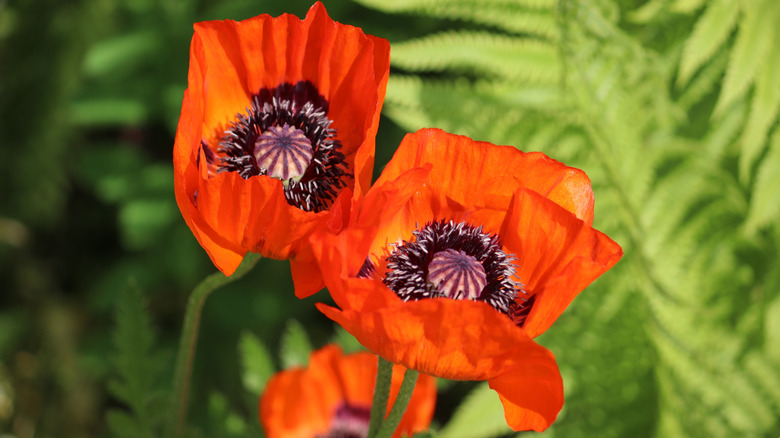 Close up of the red flowers of the oriental poppy Papaver orientale