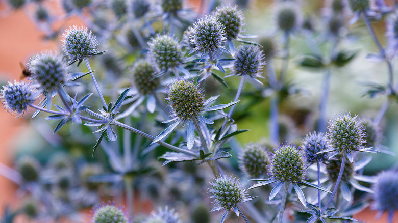 Clusters of blue sea holly Eryngium planum