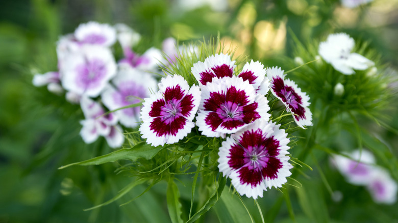 Sweet Williams Dianthus barbatus with white and purple petals in bloom