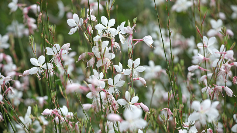 White gaura Oenothera lindheimeri in bloom