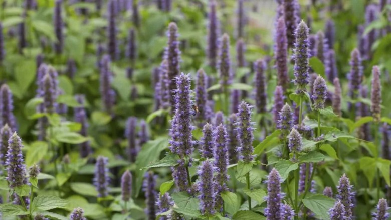 Anise Hyssop purple flowers and green leaves