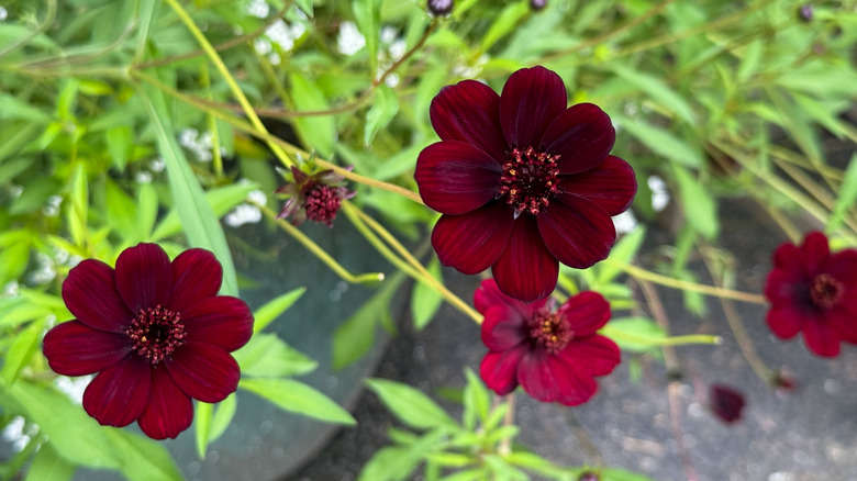 deep red chocolate cosmos