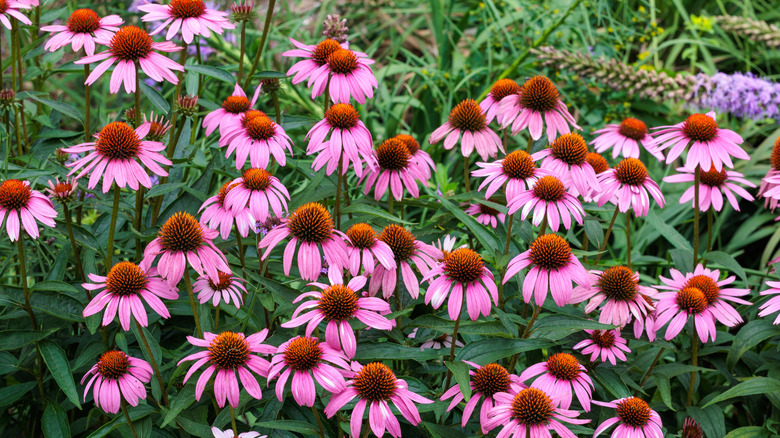 pink coneflowers