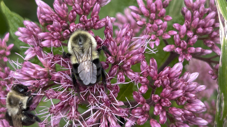 close up of Joe Pye Weed with bees on it
