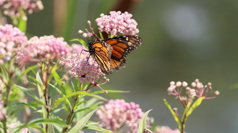 pale yellow small milkweed flowers with a butterfly on them