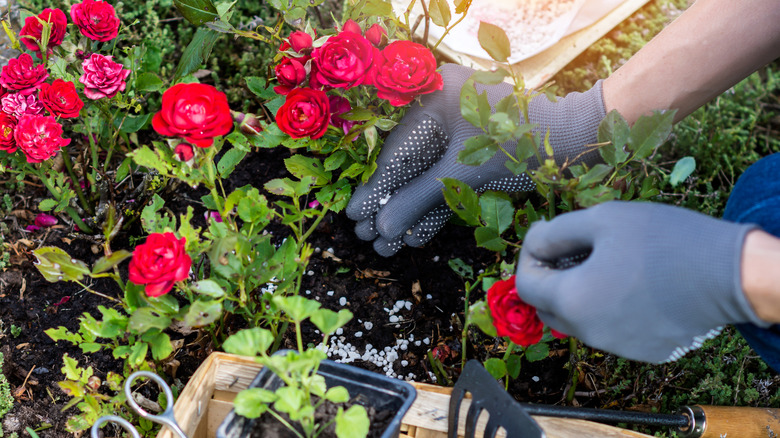 person working on a rose plant in garden