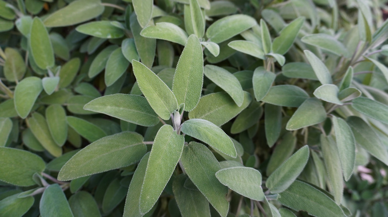 sage planted at the edge of a garden