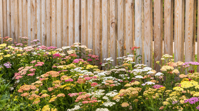 yarrow growing near a wooden fence