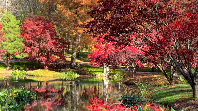 Fall foliage at Gibbs Garden, Ball Ground, Georgia