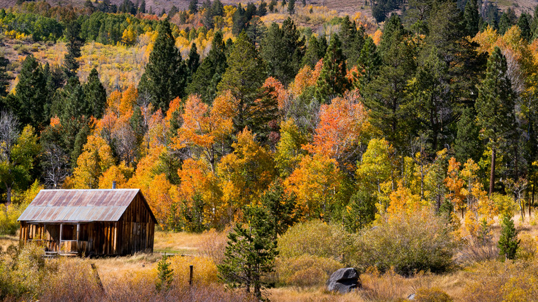 A rustic cabin is surrounded by fall foliage in Hope Valley, California