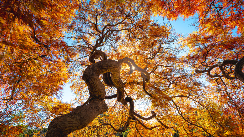 A snap of fall foliage happening in a area with many trees