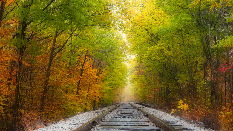 White Mountain Forest railroad track