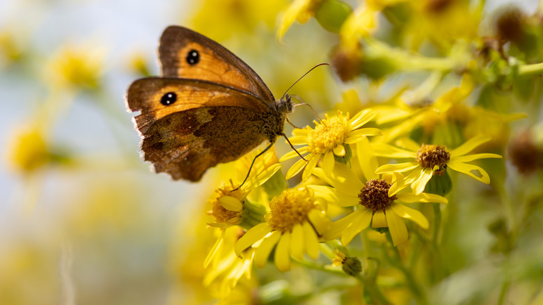 Butterfly feeding on yellow flower