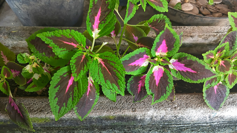 several coleus plants in a stone planter