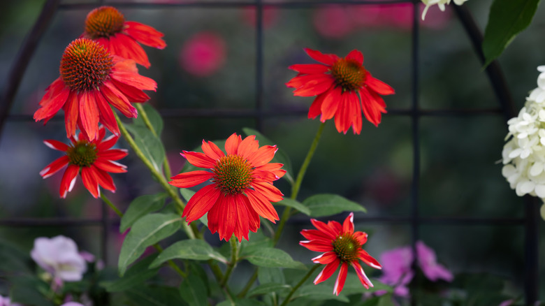 red coneflowers in a wire basket with a fence behind it